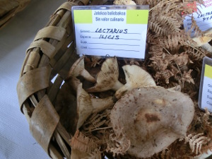 Lactarius ilicis